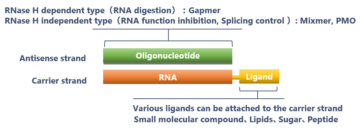 image for 1. Structure of HDO (Heteroduplex Oligonucleotide)